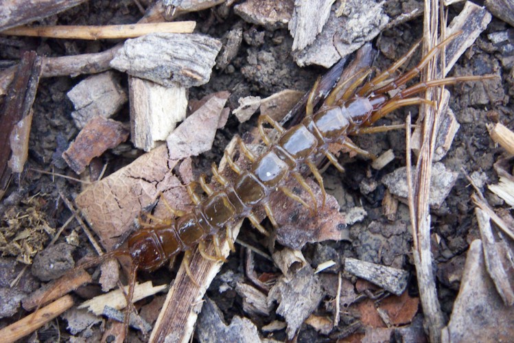 Lithobius dalla Spagna